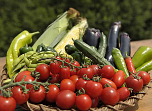 サントリーフラワーズ 野菜苗 サントリー本気野菜 29種を4月から発売 日本食糧新聞電子版