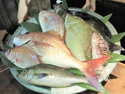 五島列島産のタイなど5種類の魚を魚活ボックスで移送。寝かせて運ぶ技術で鮮度を保持する
