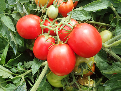 北海道の害虫被害の救世主へ　新品種トマト「KGM191」