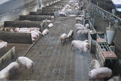 スペイン豚肉産業視察（2）コスタ・フード・グループ　経営哲学は“原点から自然…