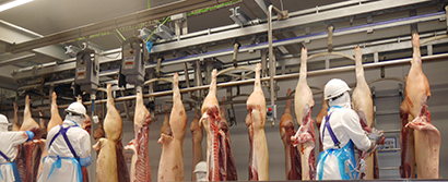養豚場で育てられた豚は工場で頭、前・後足、背肉などに分けられ、部位ごとに工程に流れ包装される