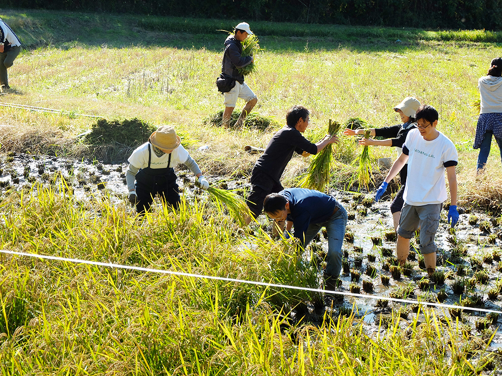 研究のためひもで区分けされた田んぼの稲を手作業で刈り取る南社長（手前）とHATARAKU LAB．のメンバーら