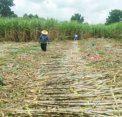 8月の東北部コンケーン県でのサトウキビの収穫＝タイ・サトウキビ砂糖技術者協会提供