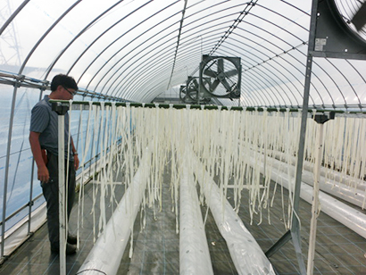 干瓢の乾燥作業。主に寿司具材として使用され、年間では12月のおせち需要が最も高い