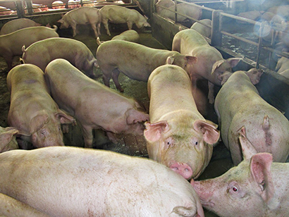 タイの養豚農場。ASFの感染は報告されていない＝農業・協同組合省提供
