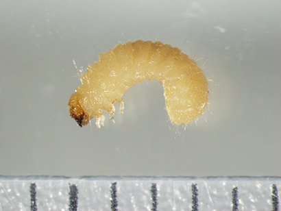 幼虫　タバコシバンムシ　体長は3～4mm