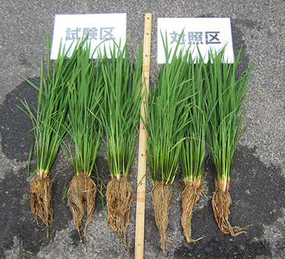 慣行農法による栽培との比較、根の張り具合が異なる＝写真：アサヒバイオサイクル