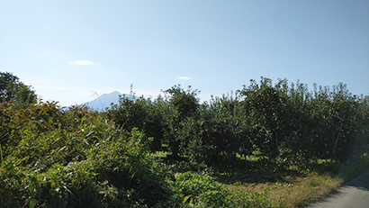 リンゴ加工特集：JAアオレン　加工専用園地始まる　初年度、慣行栽培との差を証…