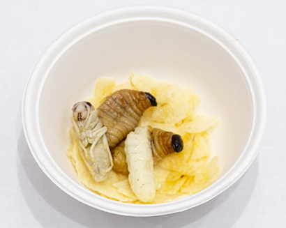 虫グルメフェスで提供されたサゴワームとオオスズメバチのバターソテー、ポテトチップス添え