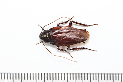 成虫　体長は2.5～3cm