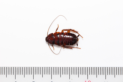 4齢以上の幼虫　体長は1～2.5cm
