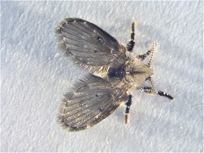 フルカラー工場虫図鑑 11 チョウバエ類 日本食糧新聞電子版