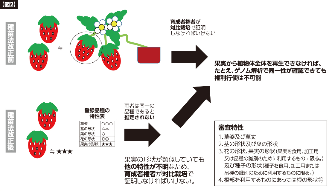 日本弁理士会の知的財産講座 種苗法の改正 地理的表示制度 知財ミックス Pr 日本食糧新聞電子版