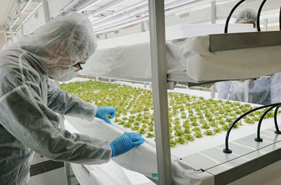 県立広島大学 植物工場竣工 人工光で年間13万株の葉物類水耕栽培 日本食糧新聞電子版