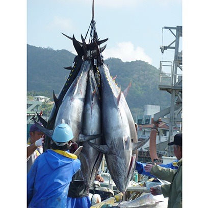 沖縄で水揚げされるマグロ漁