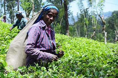 スリランカの紅茶農園から。持続可能で安定した茶葉生産が可能になることは、生産者の生活環境や教育環境の向上にもつながる