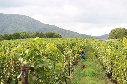 広がるブドウ畑（北海道ワインの直営農場・鶴沼ワイナリー＝北海道ワイン提供）