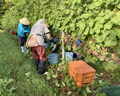 ブドウの収穫（北海道ワインの直営農場・鶴沼ワイナリー＝北海道ワイン提供）