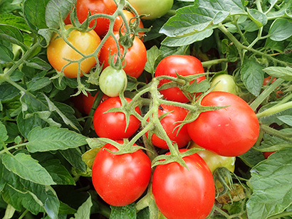 害虫に抵抗性を持つ加工用トマト品種「KGM191」