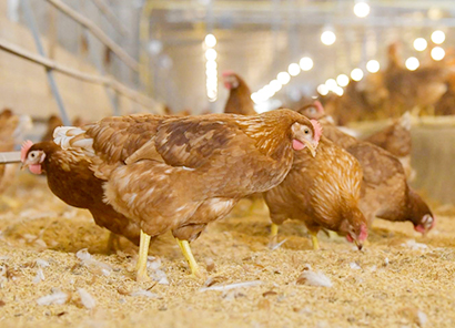タイ食品最大手CPグループ傘下の鶏肉飼育場。同社は一方で人工肉の開発も手掛けている。提供写真＝CP Foods