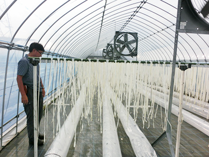 栃木県産干瓢は一昨年比では2年連続で2割減の生産量となることが見込まれる