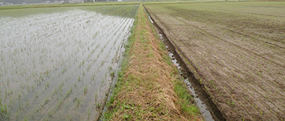 未来につなぐ農と食（9）米を巡る情勢と水稲直播栽培