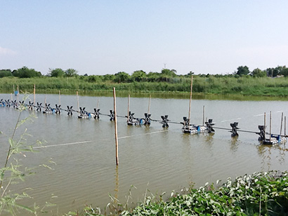 タイのエビ養殖池。米国や日本市場の回復に期待を寄せている