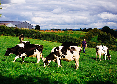 アイルランド、「グラスフェッド認証」乳製品の評価高まる　サステナビリティ向上…