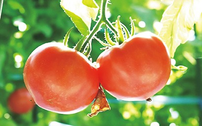 トップバリュ　減の恵み　熊本県産トマト　トマト日本一の熊本の味をご賞味下さい…