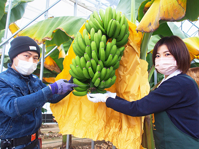 こくぼ農園スタッフによる「蜜の月バナナ」初収穫