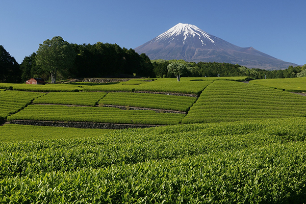 茶系飲料特集：各社、環境への取組みに注力　市場躍進続く