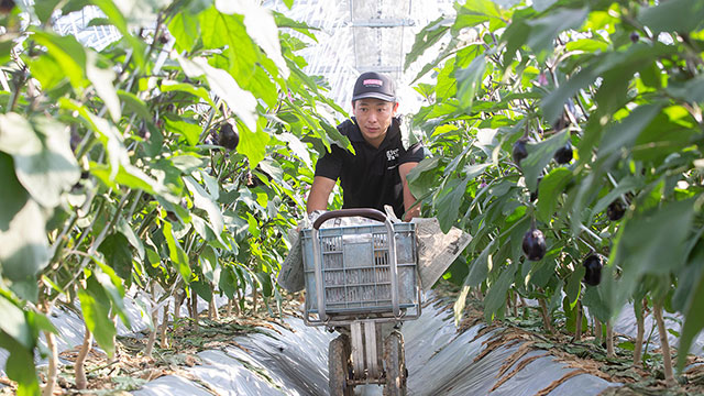 三浦農園、スマート農業導入　デジタルで伝統野菜、安定生産を実現
