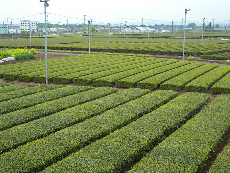 「狭山茶」の茶畑が広がる入間市金子地区。
