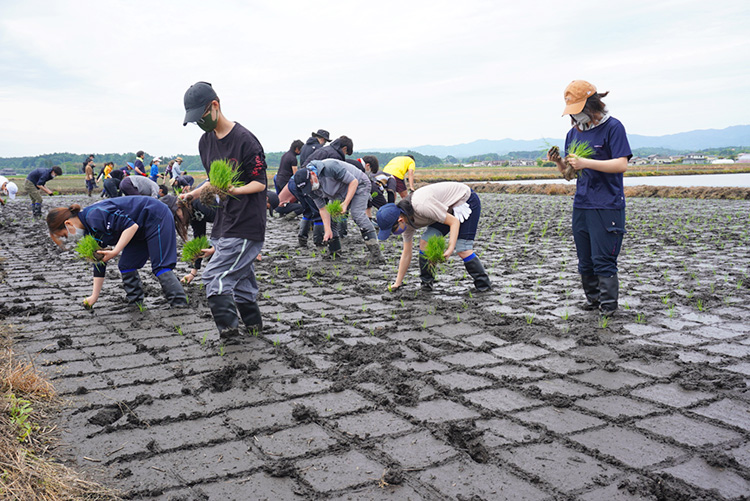 アイリスオーヤマ、東北農業の復興を支援　東京農大生と田植え