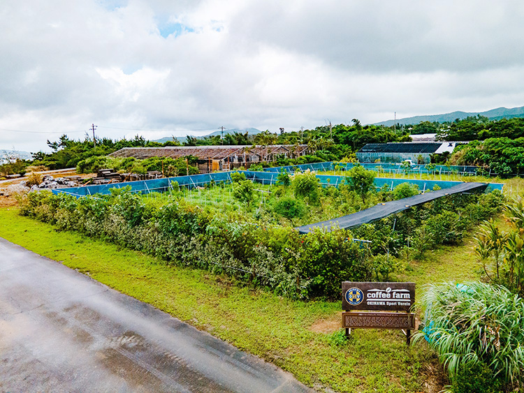 沖縄コーヒープロジェクトの名護市の農場