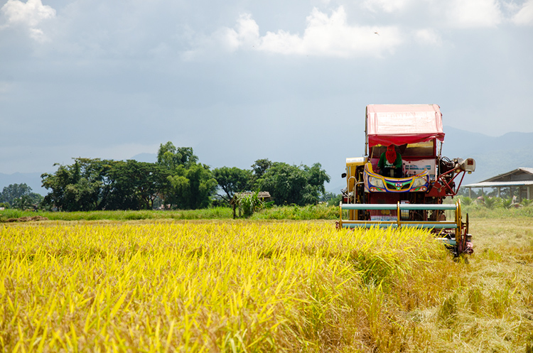 タイ北部の稲作。かつては輸出世界一を誇ったこともあった＝2019年10月、北部チェンライ県で小堀写す