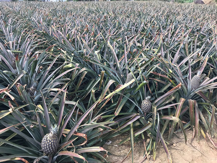 沖縄産パイナップル、ボゴール種の農地