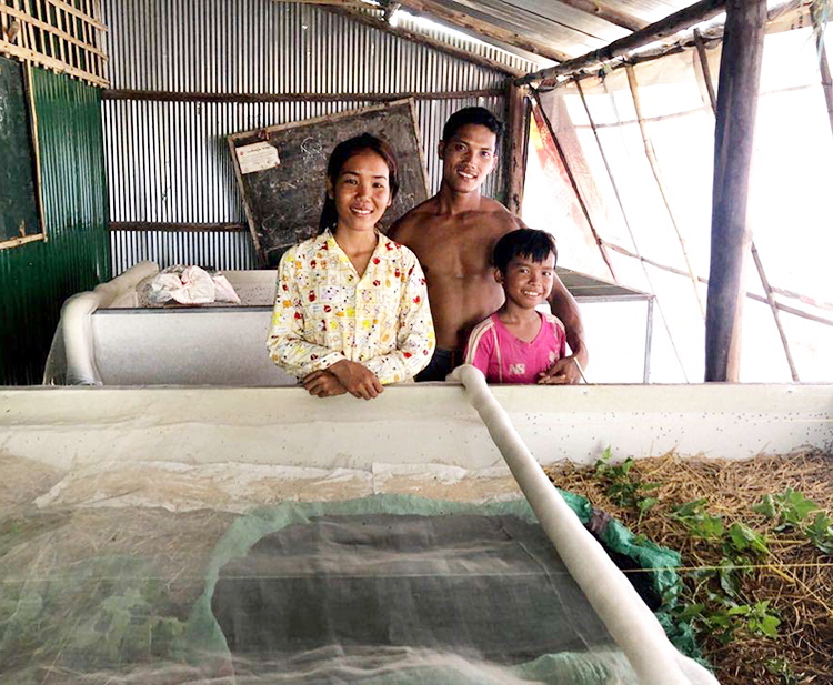 昆虫食文化があるカンボジアで原料コオロギを飼育