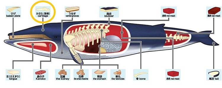 共同船舶、「海のSDGs」提唱でクジラプロテオグリカン提案　鯨の軟骨から抽出…