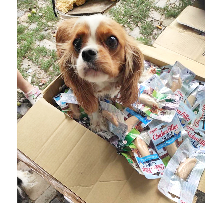 国外避難などによって避難シェルターで保護されるウクライナ国内のペット犬。9月にも追加支援を行う予定
