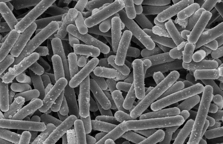 ヨーグルト・乳酸菌飲料特集：研究進む腸内細菌　新たなプレバイオティクス確立も