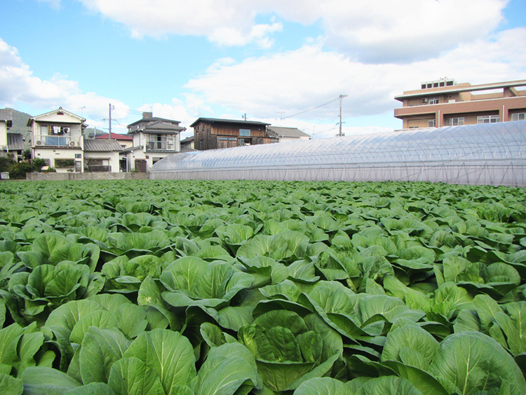 漬物特集：「広島菜」栽培130年　生産支援する環境づくり