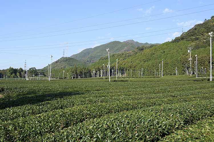 平地が多く機械化が進んでいる三重県の茶畑（松阪市飯南町）