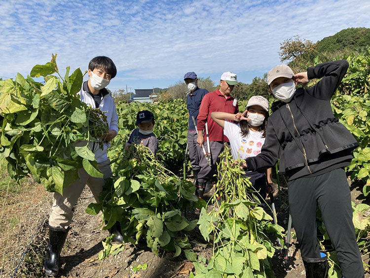 丹波篠山市での黒枝豆収穫体験