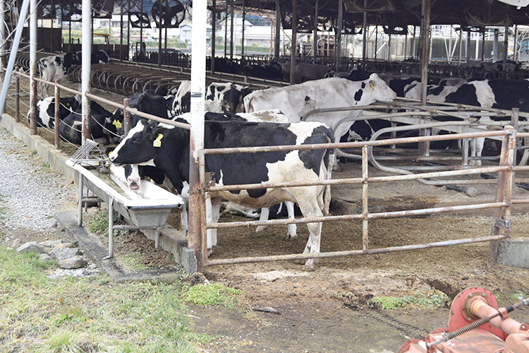 仕切り壁のない「フリーストールバーン式」の牛舎で飼育される乳牛