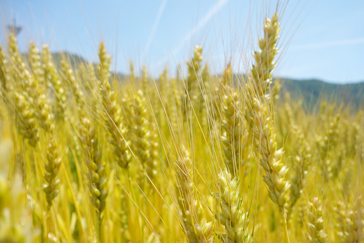 全国支社局ネットワーク特集：関西発＝増田製粉所、兵庫県産小麦を地域連携で栽培…