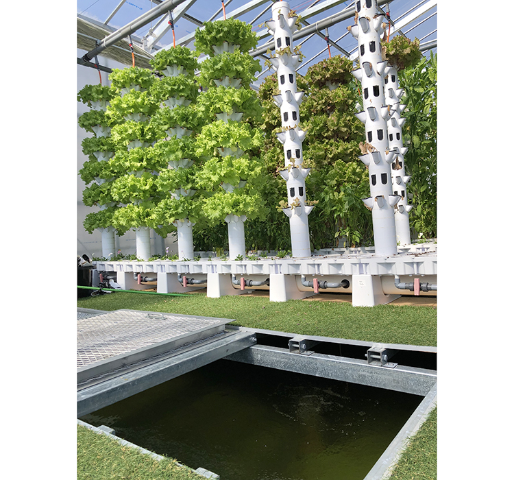 縦型水耕システムと床下に配置された養殖用水槽