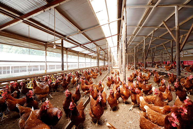 「三本松農場」は「平飼い鶏舎で、鶏が毎日、土の上を走り回り、日の光を浴びて過ごす「鶏本来の習性」を大切にした養鶏を展開している