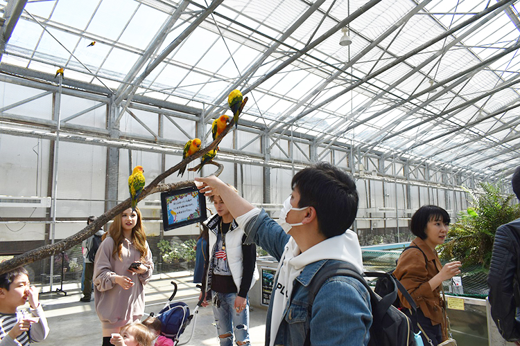 【掛川市】8　掛川花鳥園　人懐っこい鳥と触れ合える