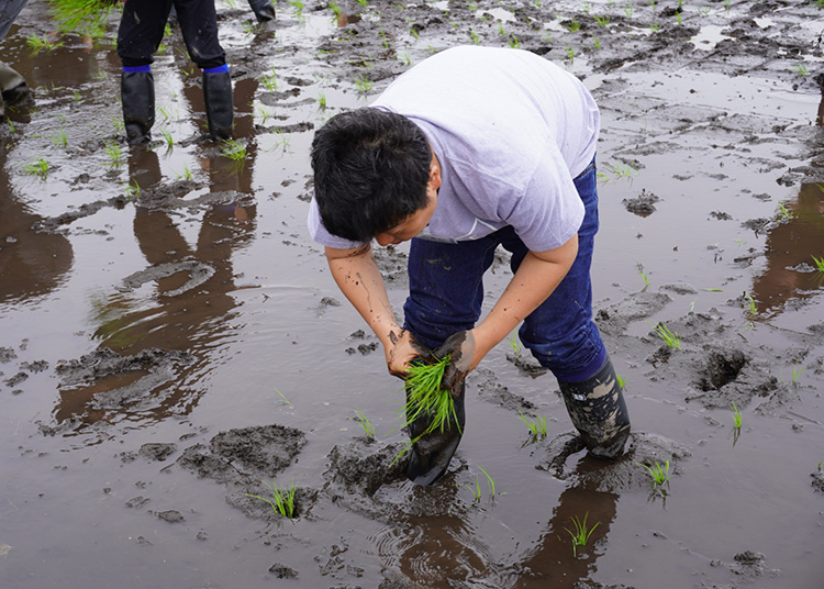アイリスオーヤマ、東北農業復興支援　東京農大学生らが浪江町で田植え